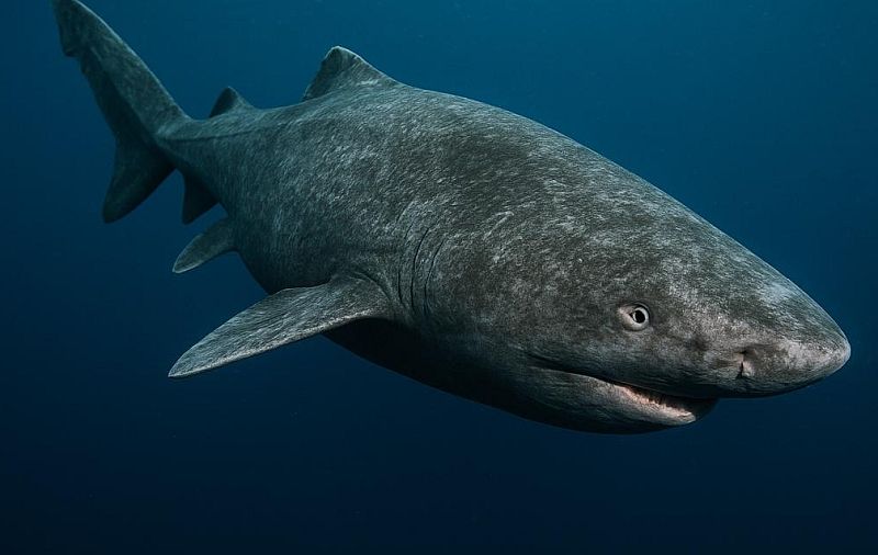 Гренландская акула